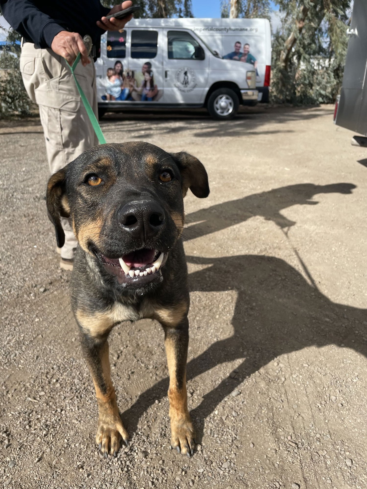 MILEY - Shepherd available for adoption