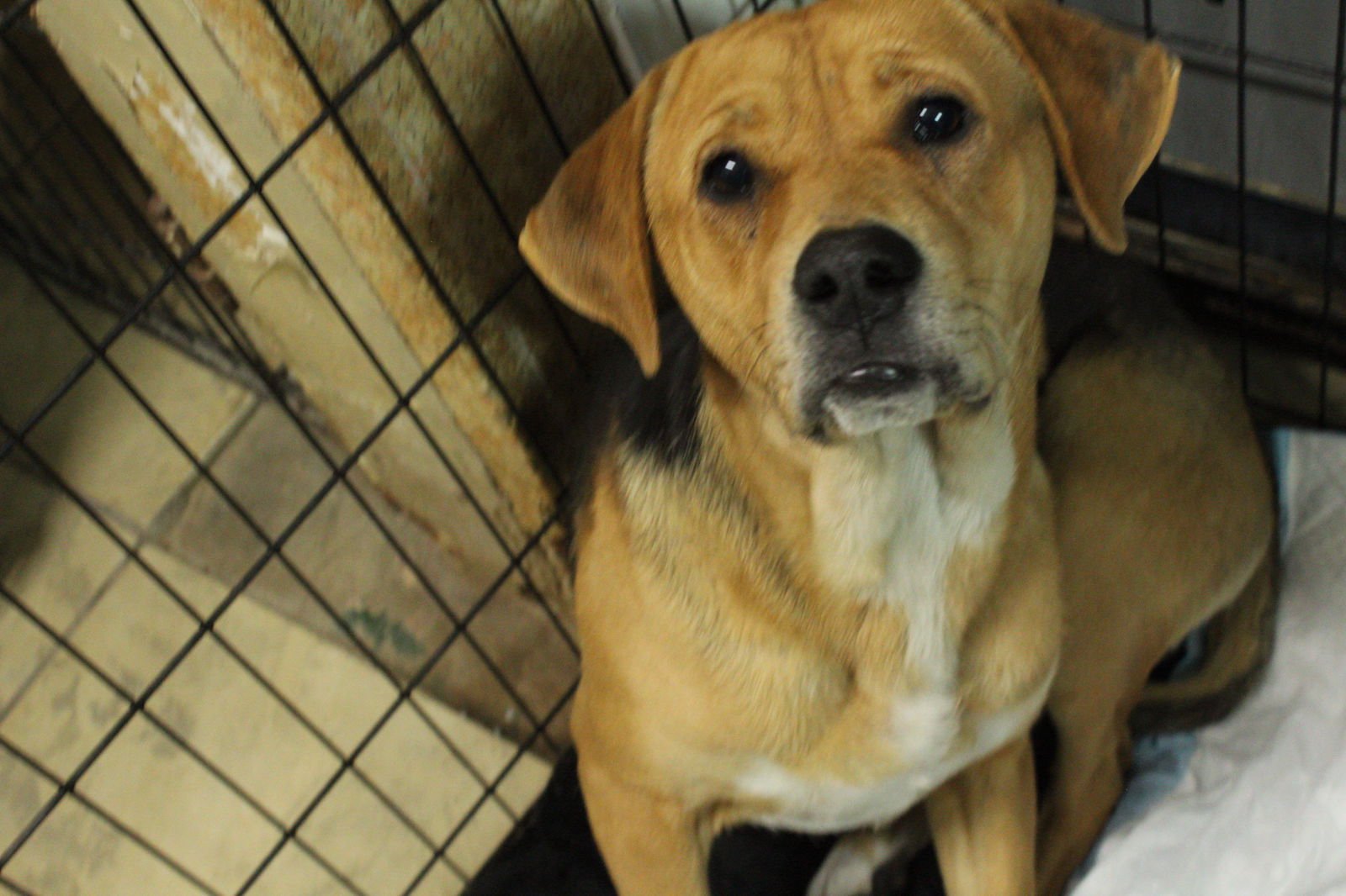 ESPN - Beagle / Hound available for adoption