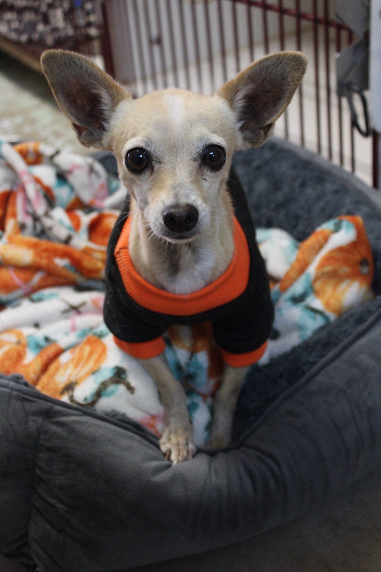 GOLIATH - Chihuahua available for adoption