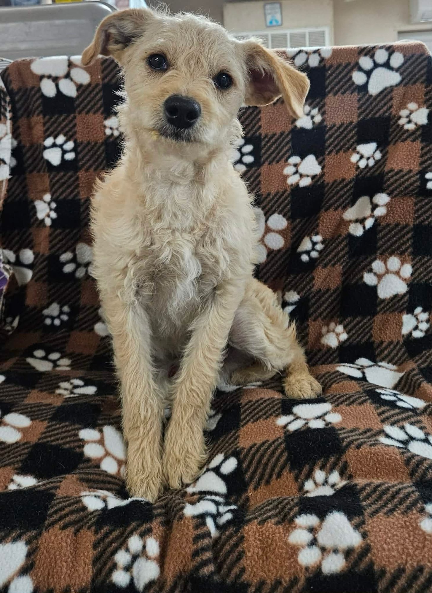 LINUS - Terrier available for adoption