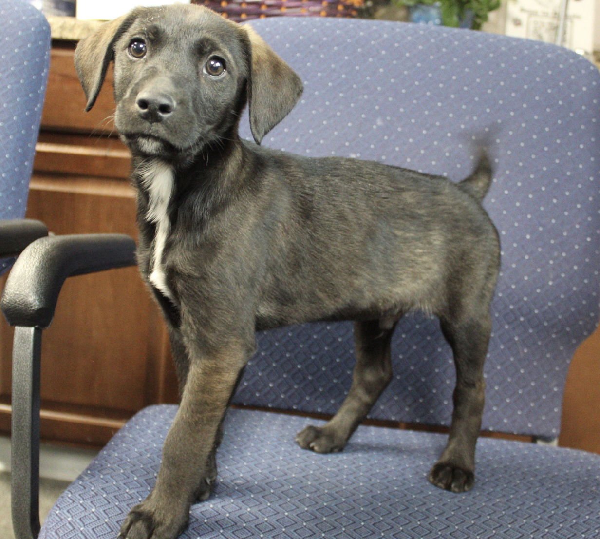 SCREECH - Belgian Shepherd Malinois / Labrador Retriever available for adoption