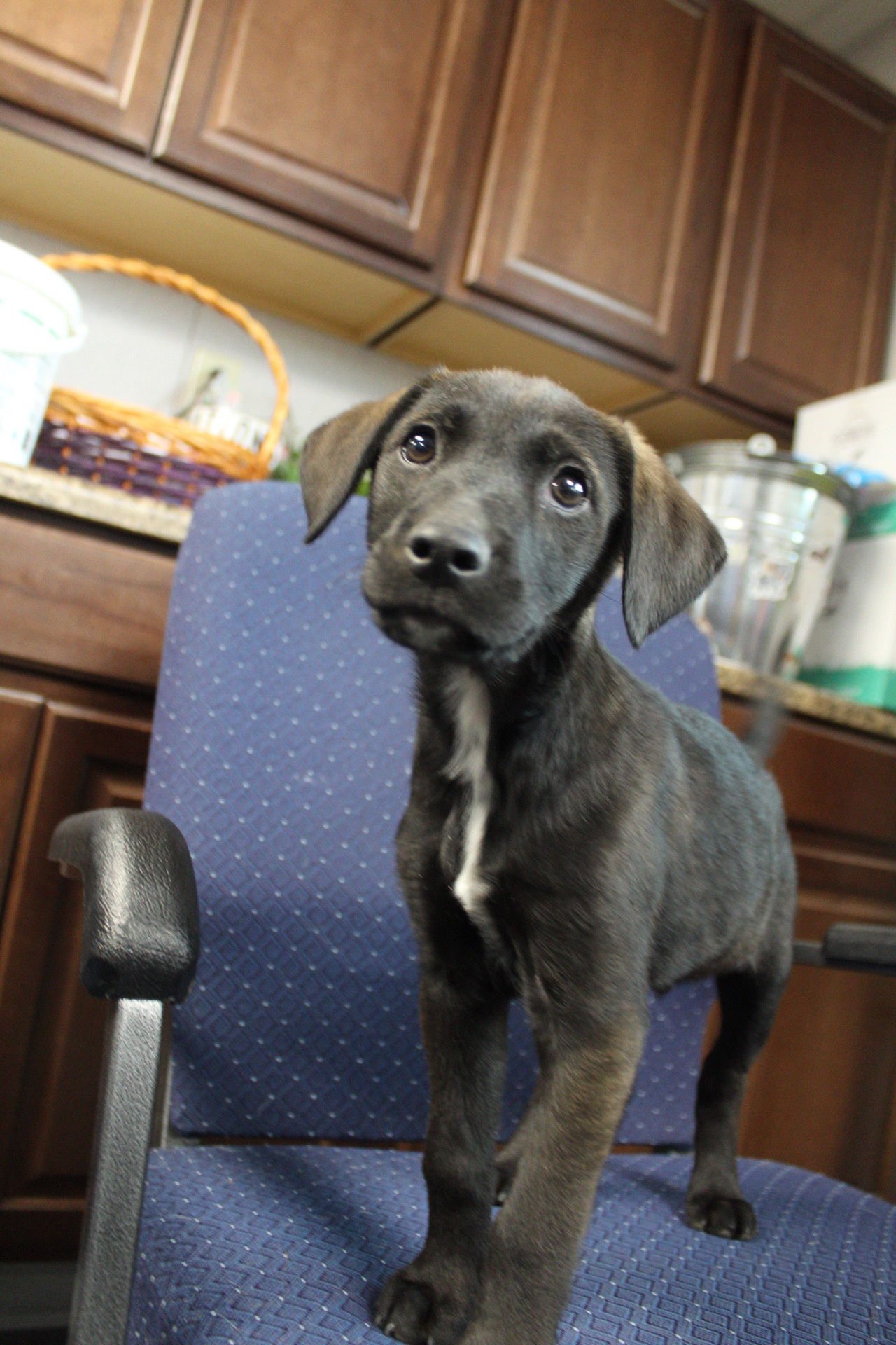SCREECH - Belgian Shepherd Malinois / Labrador Retriever available for adoption