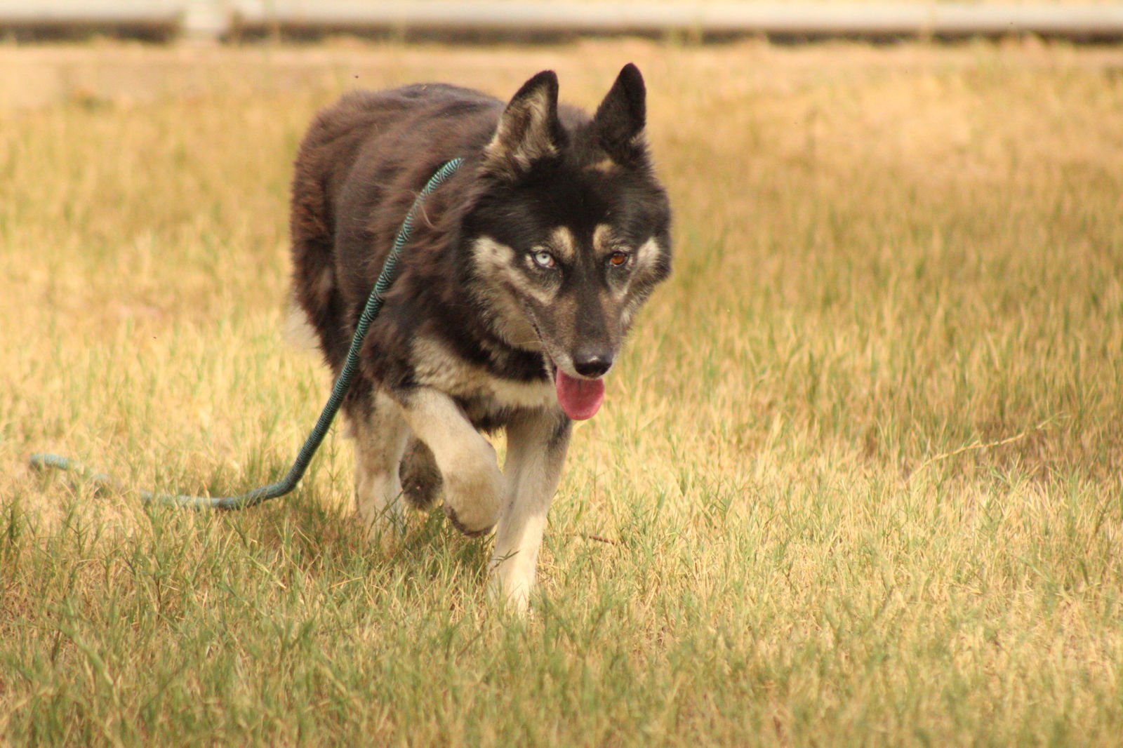 ALICE - Husky / Shepherd available for adoption
