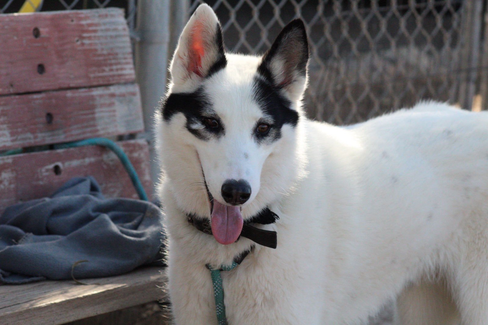 LASHES - Husky / Border Collie available for adoption
