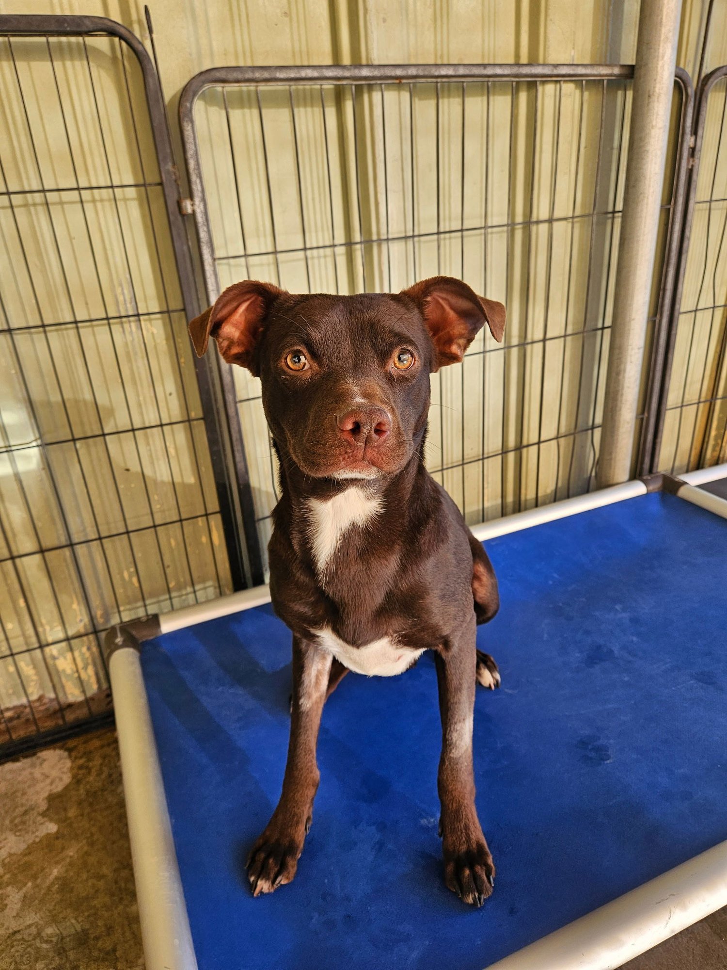 BAILEY - Labrador Retriever / Pit Bull Terrier available for adoption