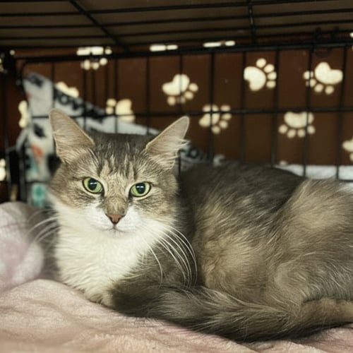 CLARA - Domestic Short Hair available for adoption