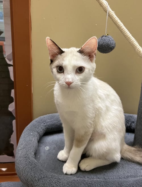 PERIWINKLE - Domestic Short Hair available for adoption