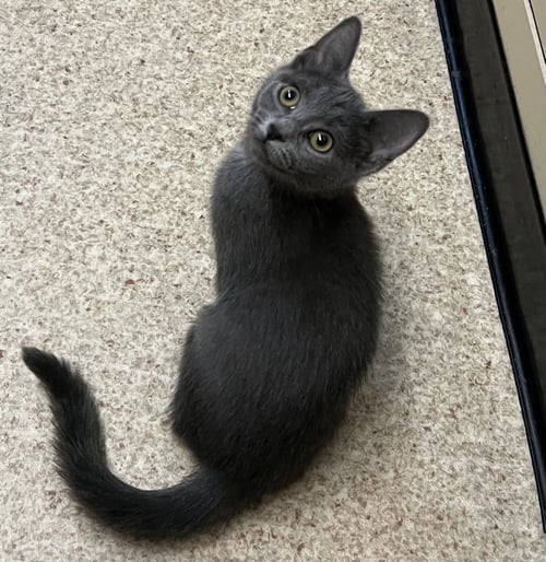 POSSUM - Domestic Short Hair for adoption in Buffalo
