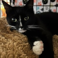 Poppy - Photo 1