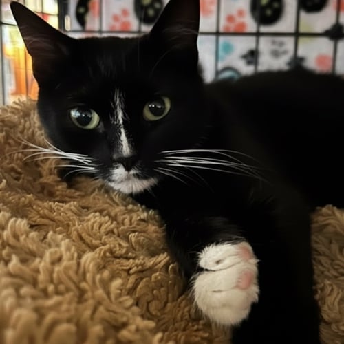POPPY - Domestic Short Hair for adoption in Buffalo