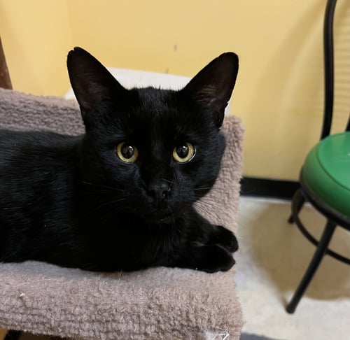 MAX - Domestic Short Hair for adoption in Buffalo