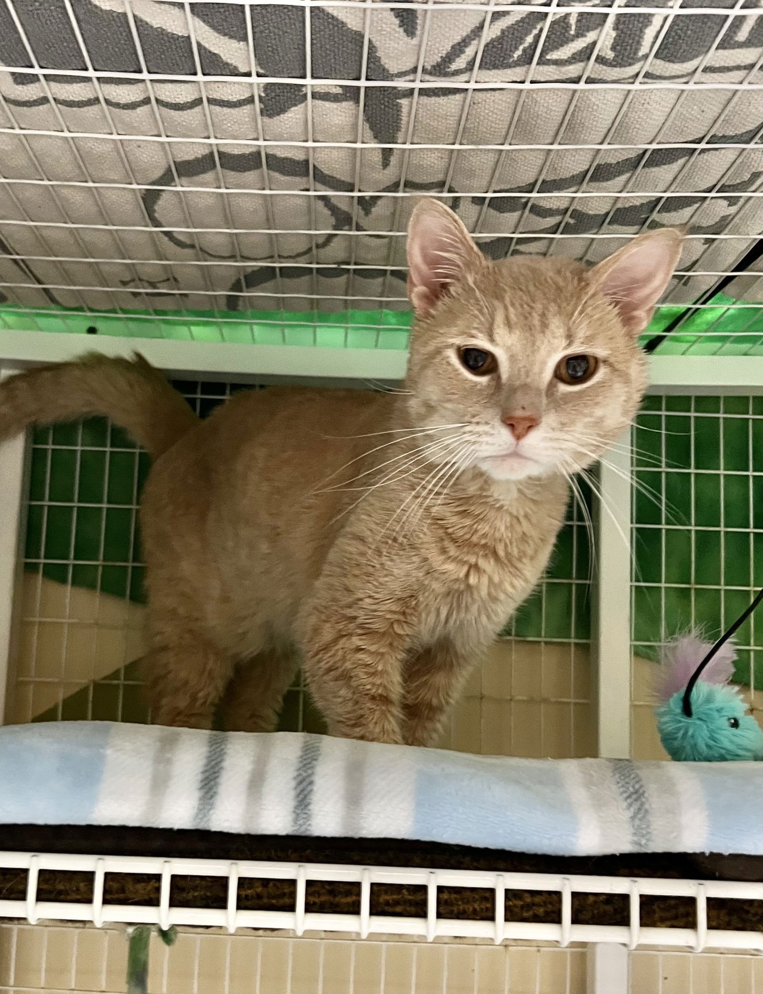 ROY - Domestic Short Hair available for adoption