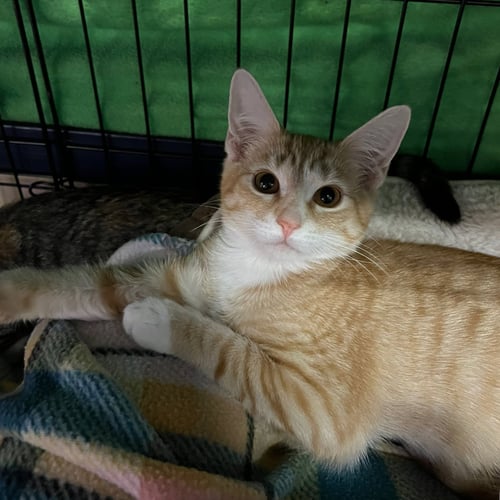 ELLIOTT - Domestic Short Hair available for adoption