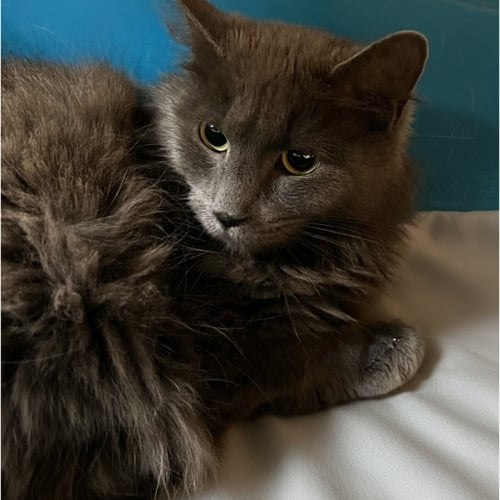 CASPER - Domestic Medium Hair for adoption in Buffalo