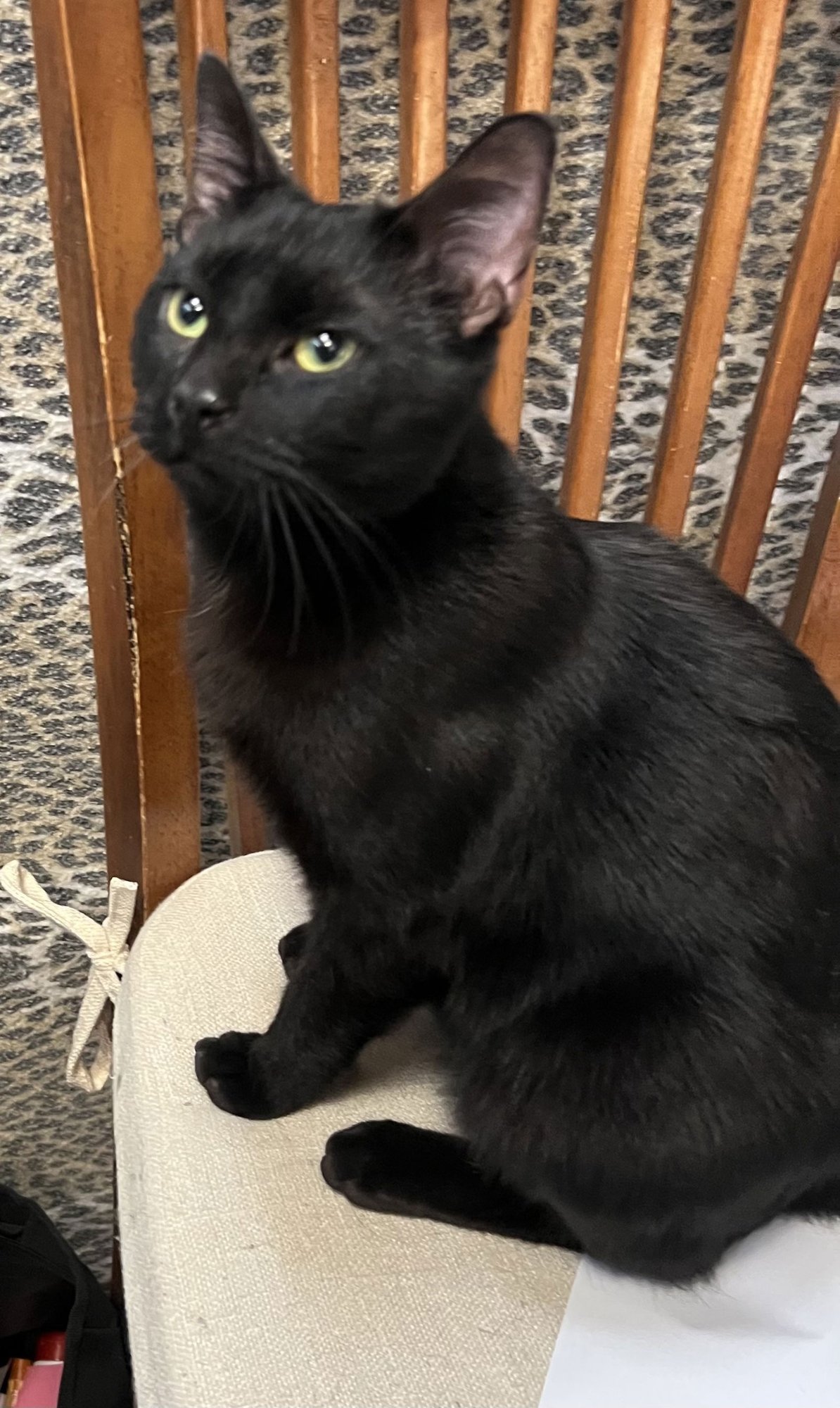 DUDE - Domestic Short Hair available for adoption