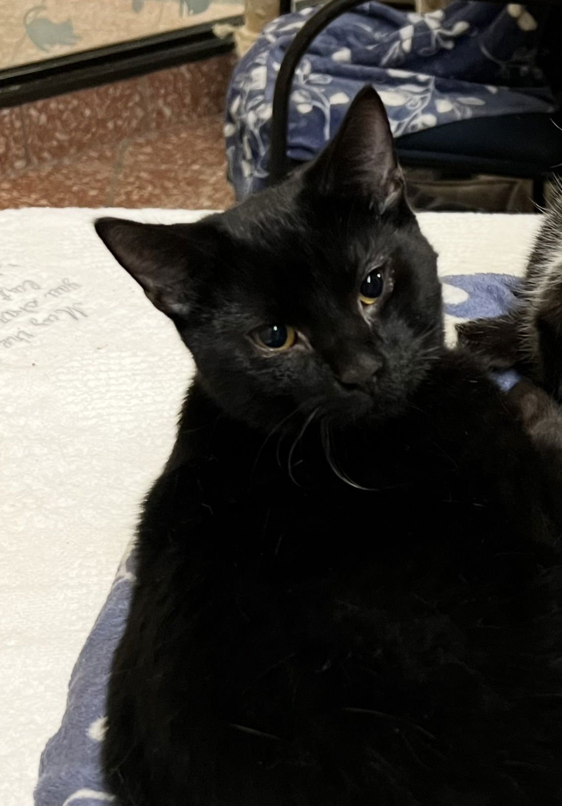 PLUTO - Domestic Short Hair available for adoption