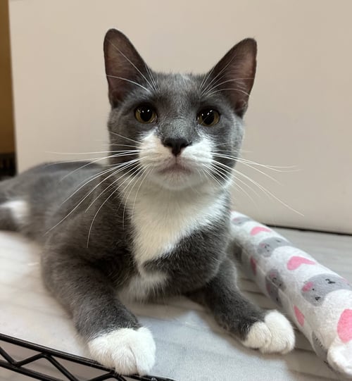 DICKENS - Domestic Short Hair available for adoption