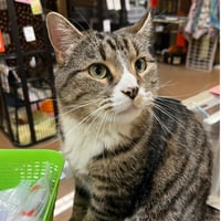 Milo - Photo 1
