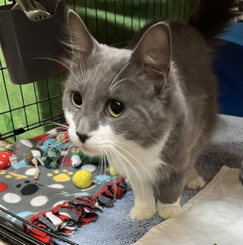 SIMON - Domestic Short Hair for adoption in Buffalo