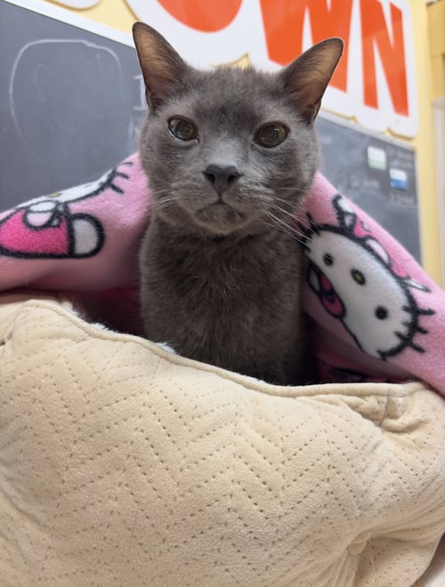 OLD SHADOW - Domestic Short Hair for adoption in Buffalo