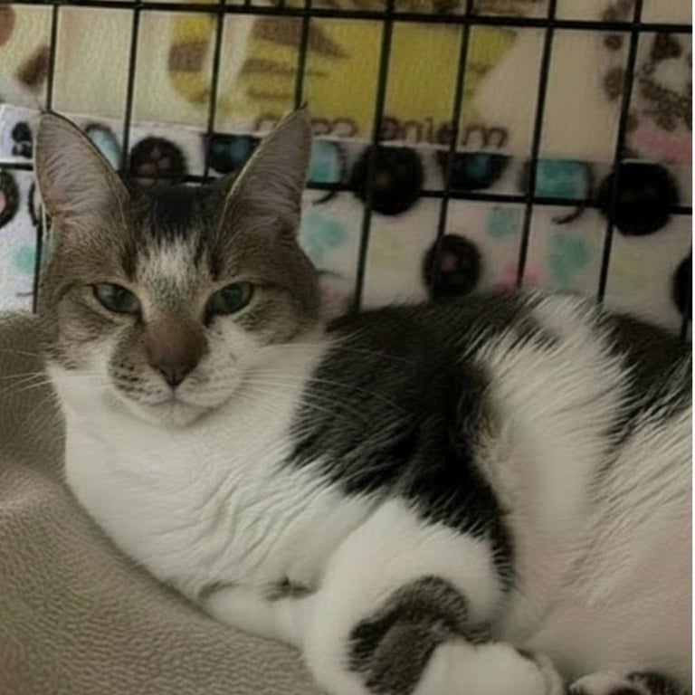 Cassandra Image