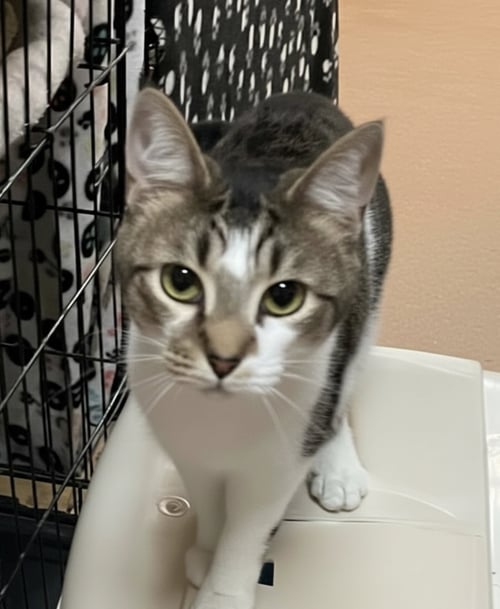 CASSANDRA - Domestic Short Hair available for adoption