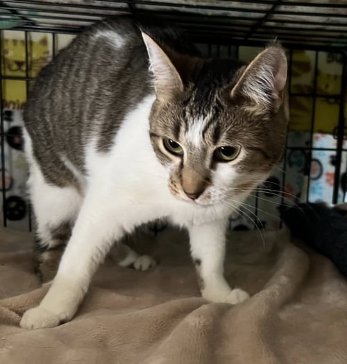 CASSANDRA - Domestic Short Hair available for adoption