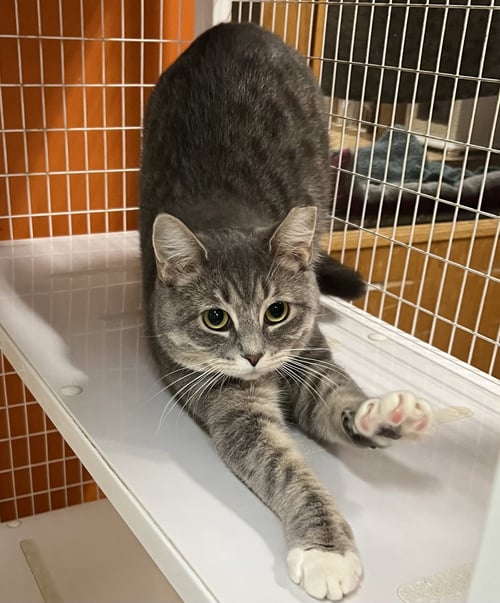 PUMPKIN SPICE - Domestic Short Hair for adoption in Buffalo