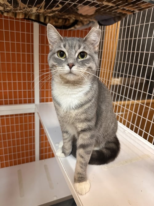 PUMPKIN SPICE - Domestic Short Hair available for adoption