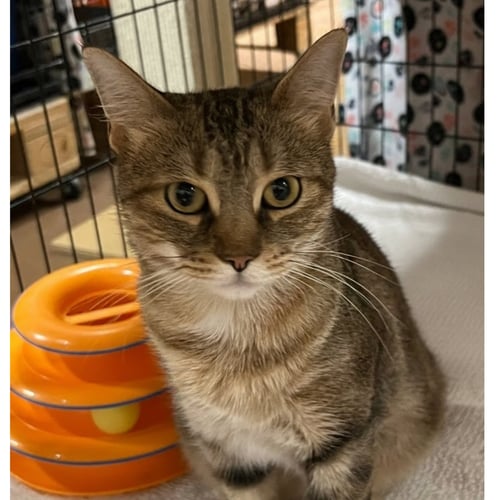 COCO - Domestic Short Hair available for adoption