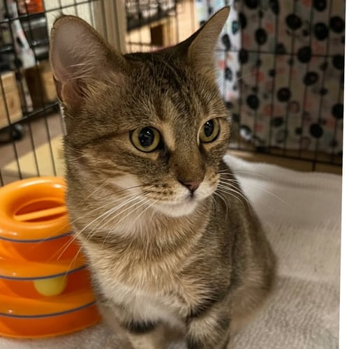 COCO - Domestic Short Hair available for adoption