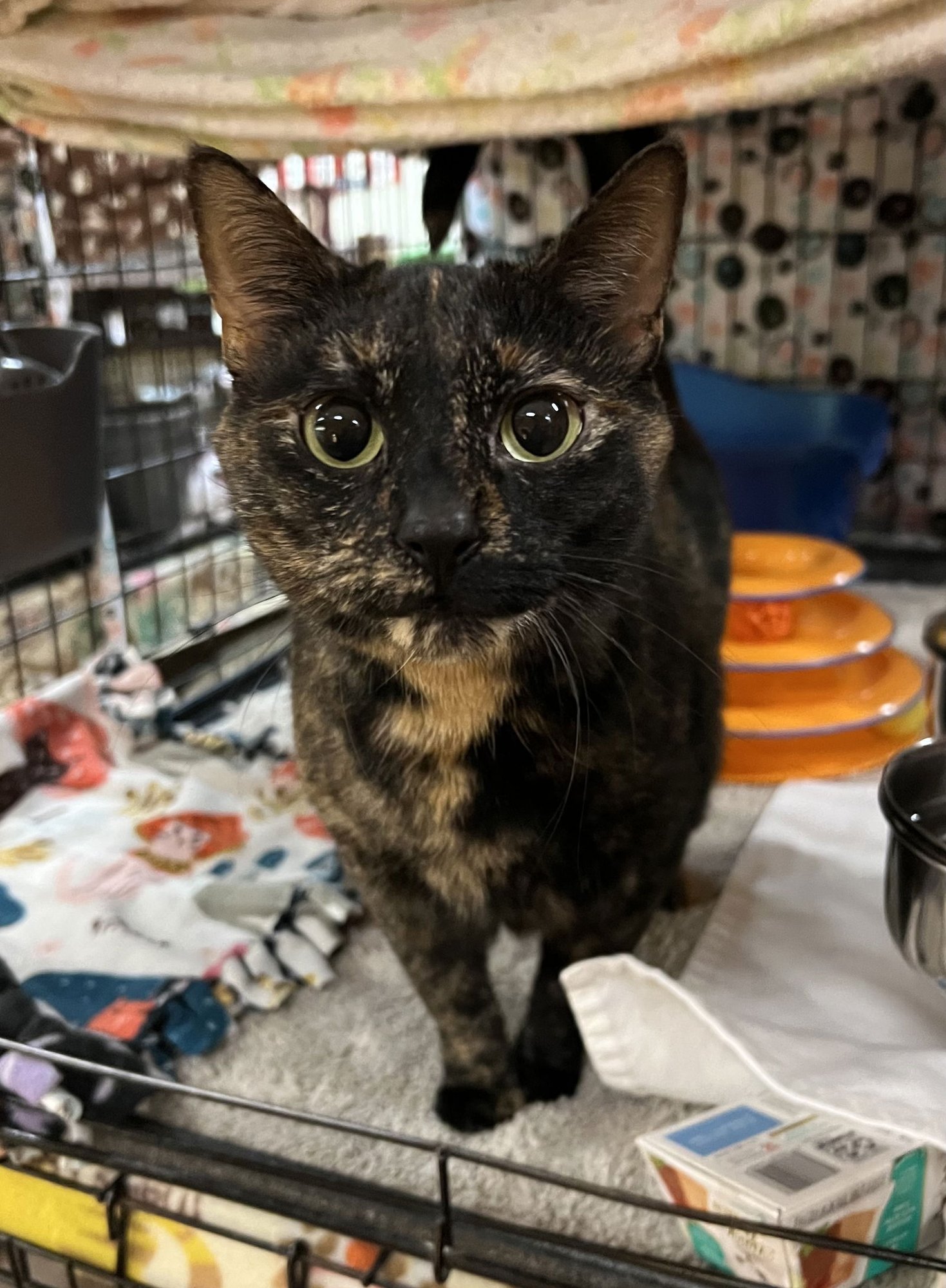 SPARKLES - Domestic Short Hair for adoption in Buffalo
