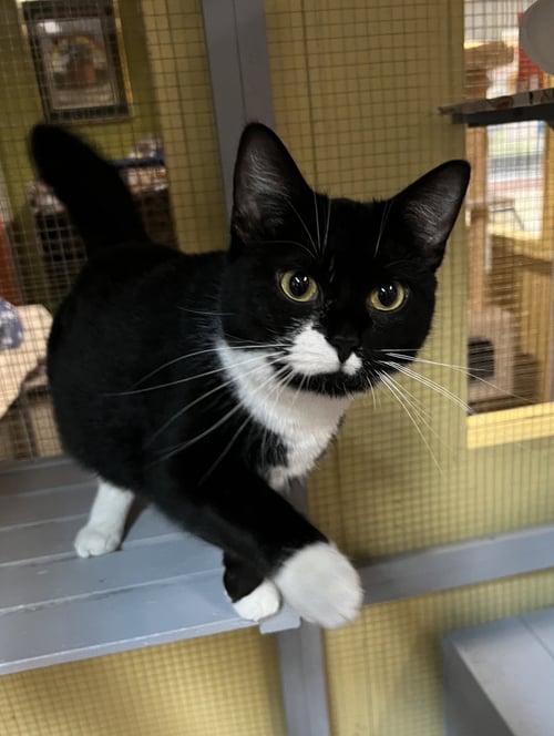 MERCEDES - Domestic Short Hair available for adoption