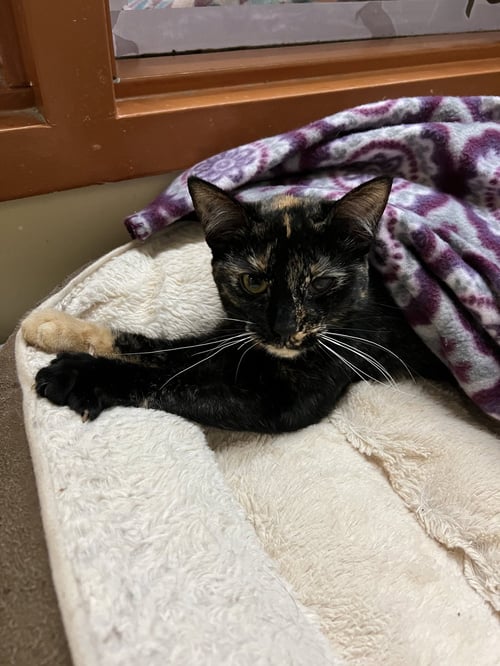 MOXIE - Domestic Short Hair available for adoption