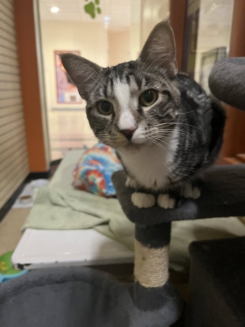 PEWTER - Domestic Short Hair available for adoption
