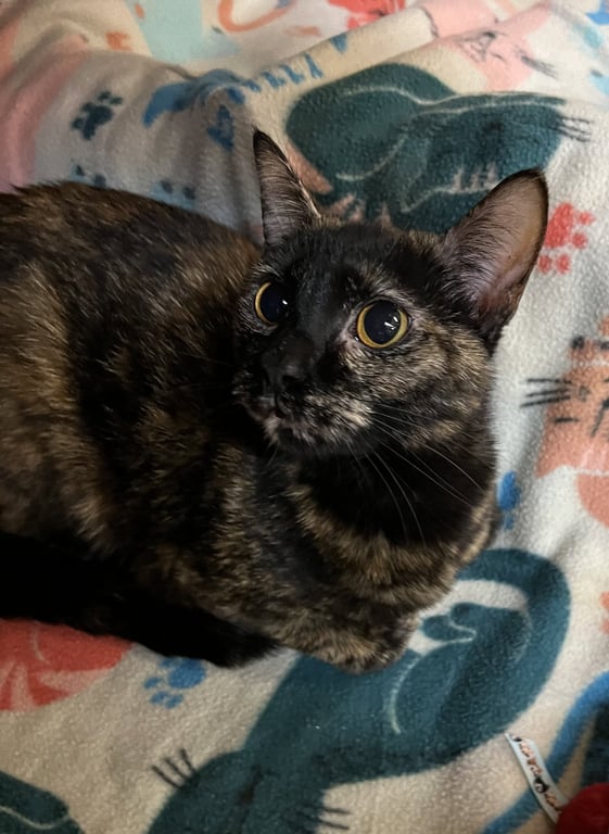 Delilah Image