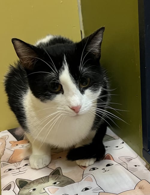 DAKOTA - Domestic Short Hair available for adoption