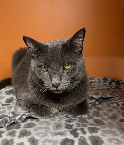 ADAM - Domestic Short Hair available for adoption