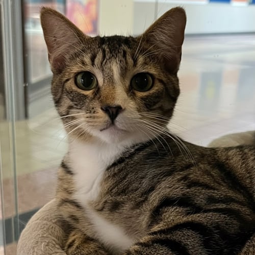 ALFIE - Domestic Short Hair available for adoption