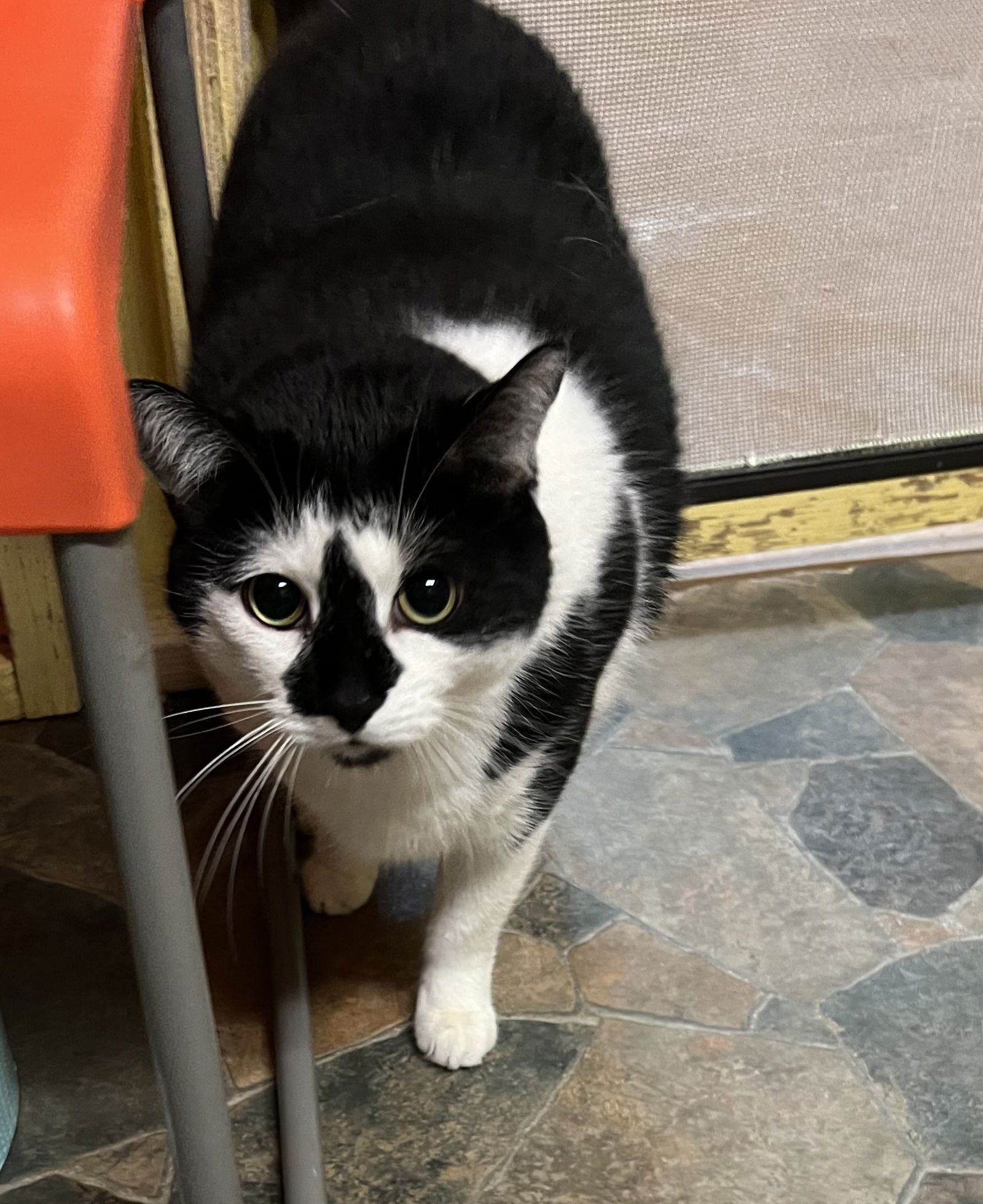 JACK - Domestic Short Hair for adoption in Buffalo