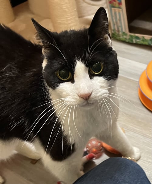 DEE DEE - Domestic Short Hair available for adoption