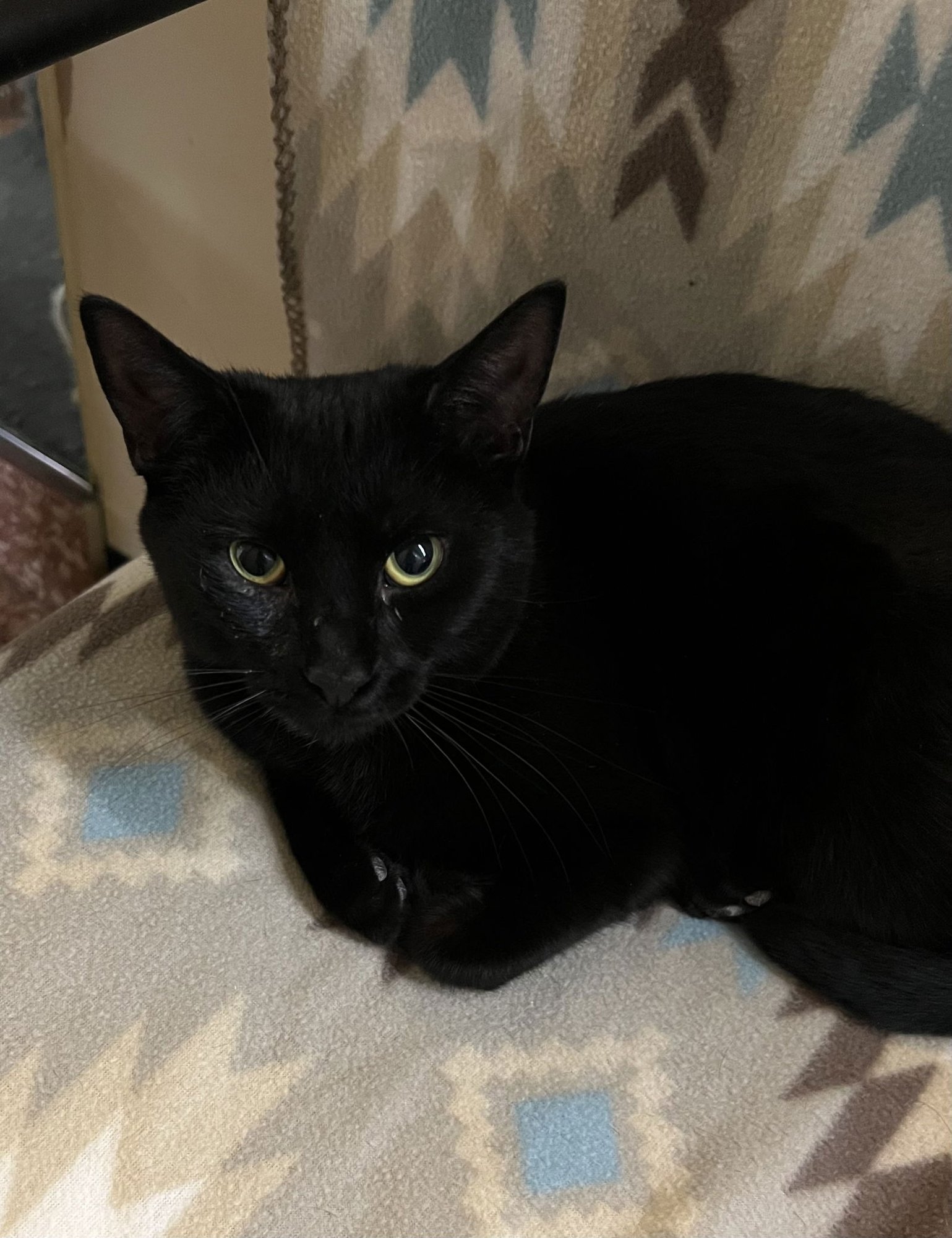 TOTO - Domestic Short Hair for adoption in Buffalo
