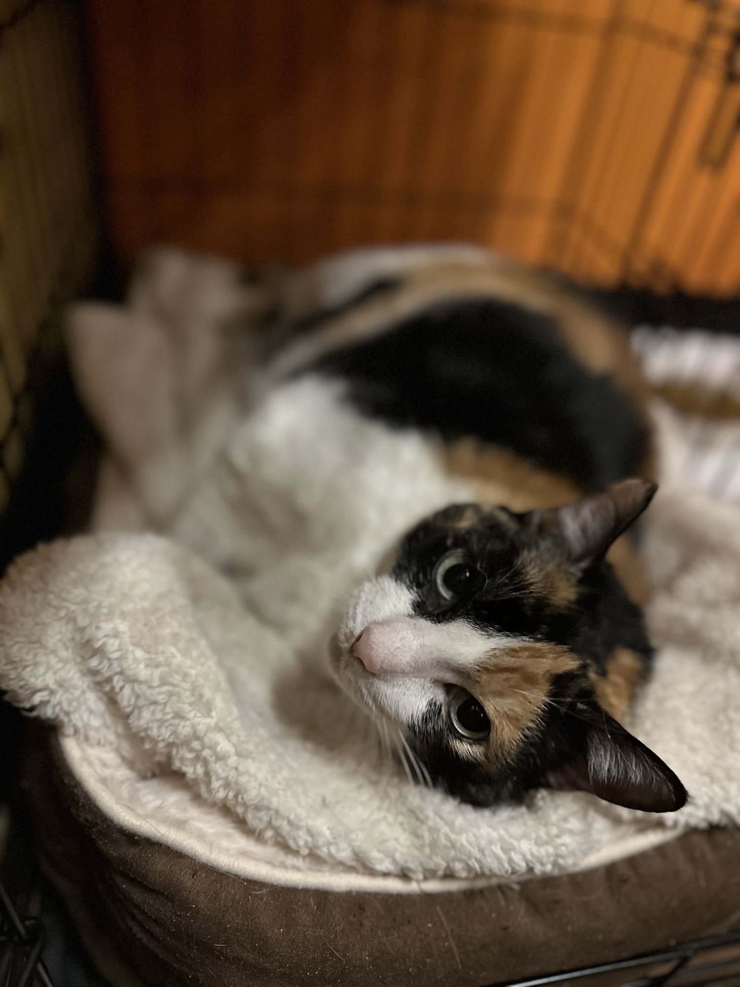 MOLLY - Domestic Short Hair for adoption in Buffalo