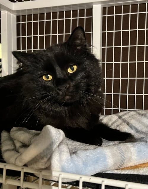 TOBIAS - Domestic Long Hair for adoption in Buffalo