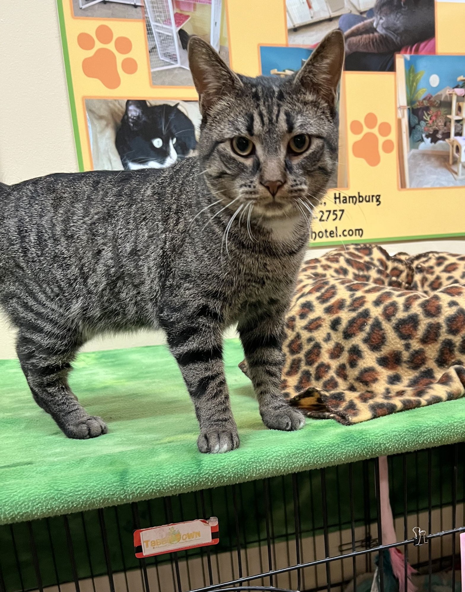 ANDERSON - Domestic Short Hair available for adoption