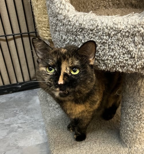 PUMPKIN - Domestic Short Hair for adoption in Buffalo