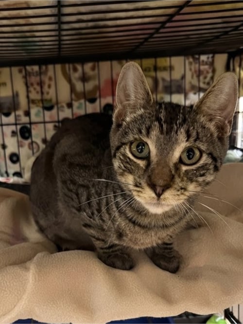 VAN - Domestic Short Hair available for adoption