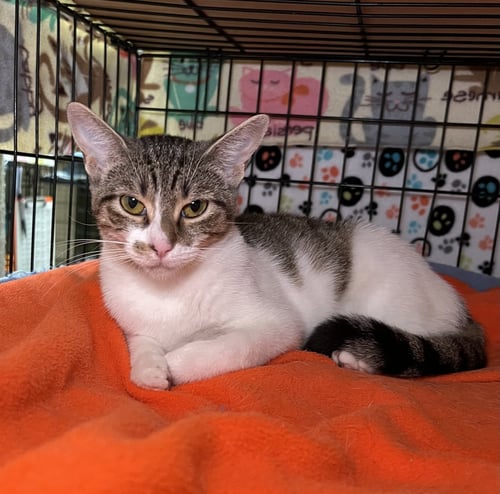 TIRAMISU - Domestic Short Hair available for adoption