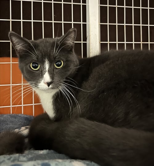 MOOSE - Domestic Short Hair for adoption in Buffalo