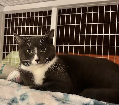 MOOSE - Domestic Short Hair available for adoption